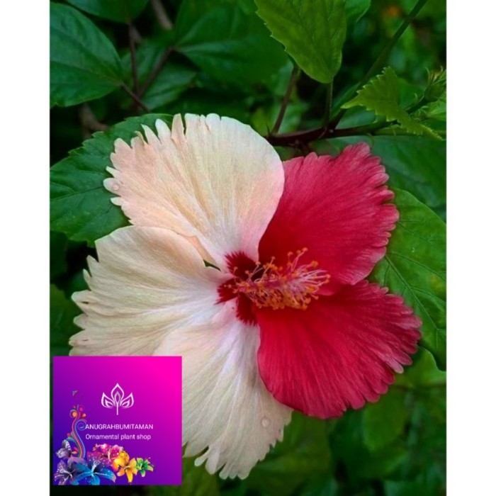 Murah Tanaman hias kembang sepatu hibicius merah putih Indonesia raya