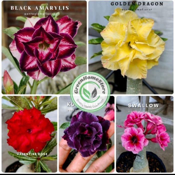 adenium bunga tumpuk paket 5 pohon adenium
