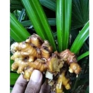 

lampuyang segar 1kg K. D