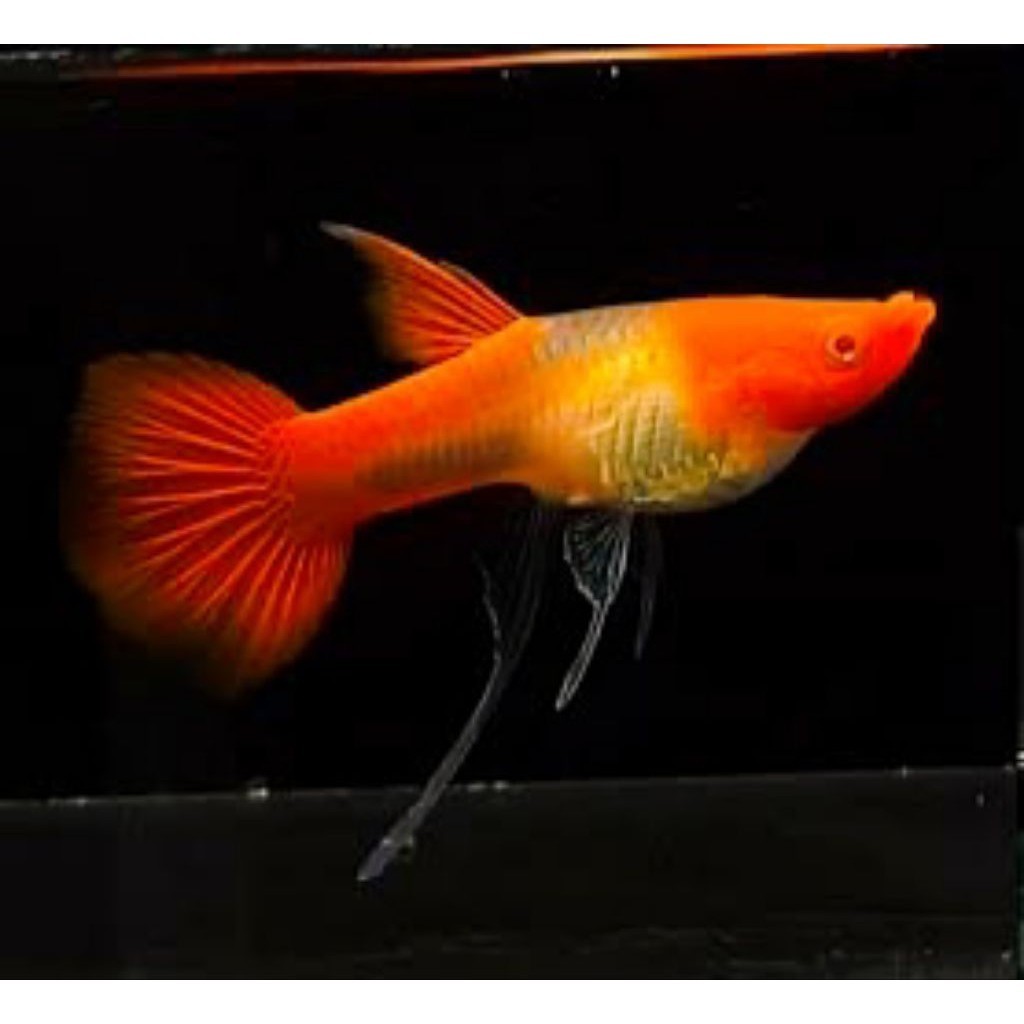 HIASAN AQUARIUM SEPASANG VVIP GUPPY ALBINO KOI NON RED EARS LINE VIETNAM