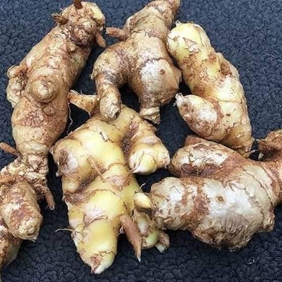 

lempuyang segar herbal 1 kg Shop with