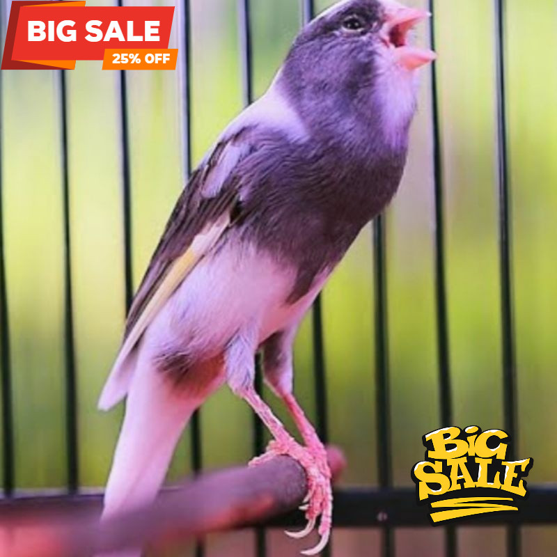 Burung Kenari af  panda gacor koang kicau zaini canary