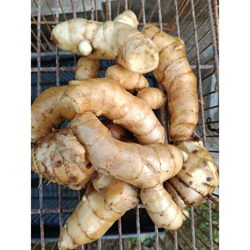 

Kunyit Putih Fres Segar Herbal alami, rempah rempah SEGAR, OBAT HERBAL