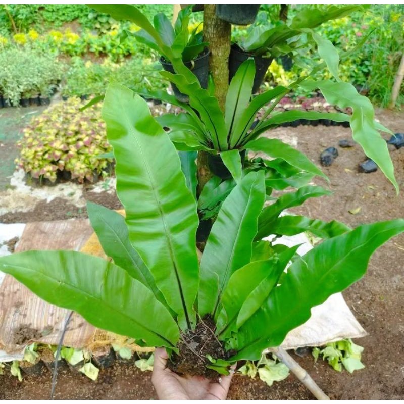 Tanaman Gantung Kadaka / Tanaman Kadaka Sarang Burung / Tanaman Vertical Kadaka Sarang Burung