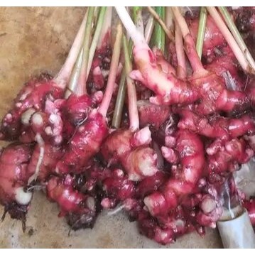 

jahe merah super 1kg