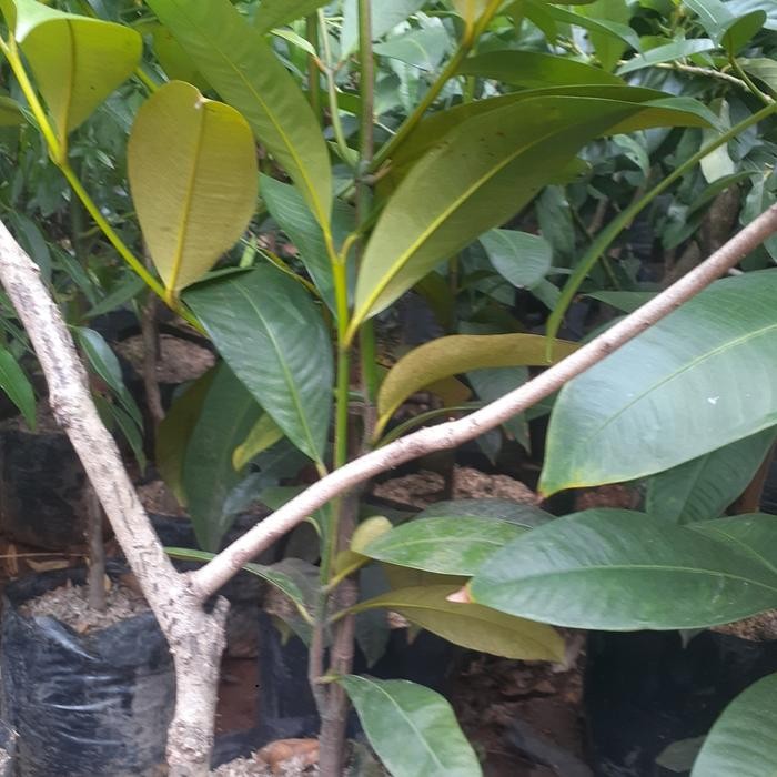 POHON MANGGIS TINGGI POHON 50 CM