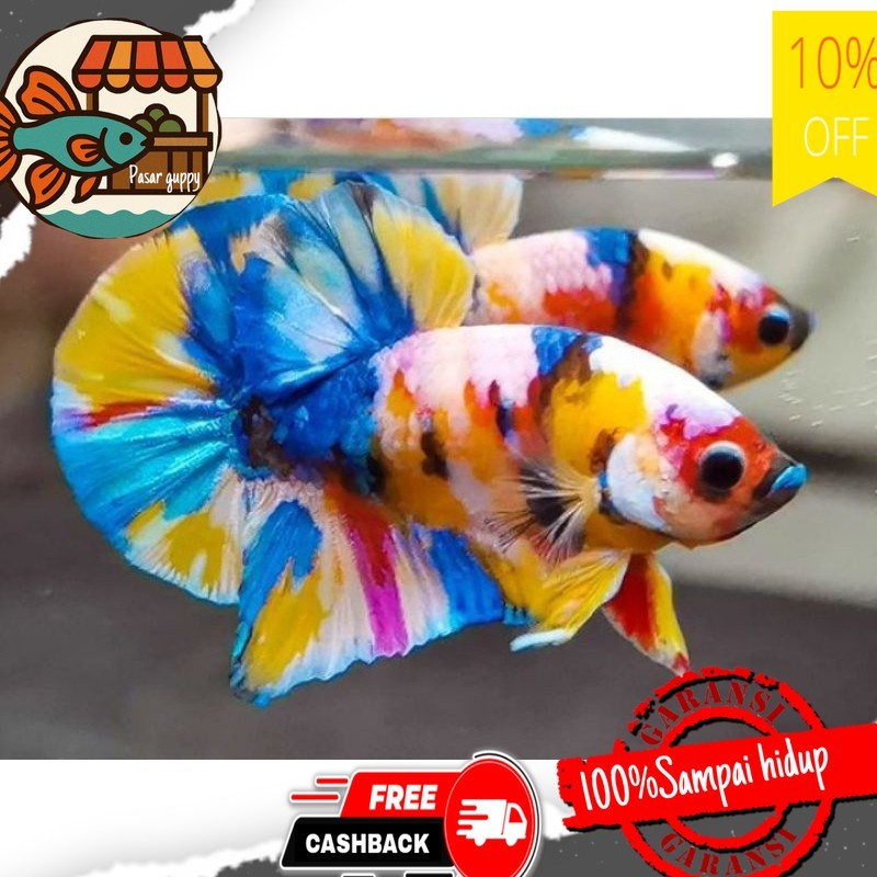 Hiasan aquarium Hiasan Akuarium Cupang Plakat Candy Multicolor