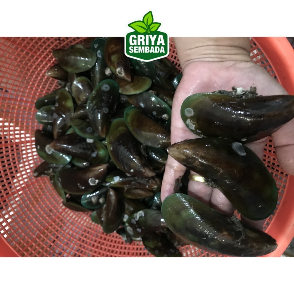 

Promo Kerang Hijau Segar Griya Sembada
