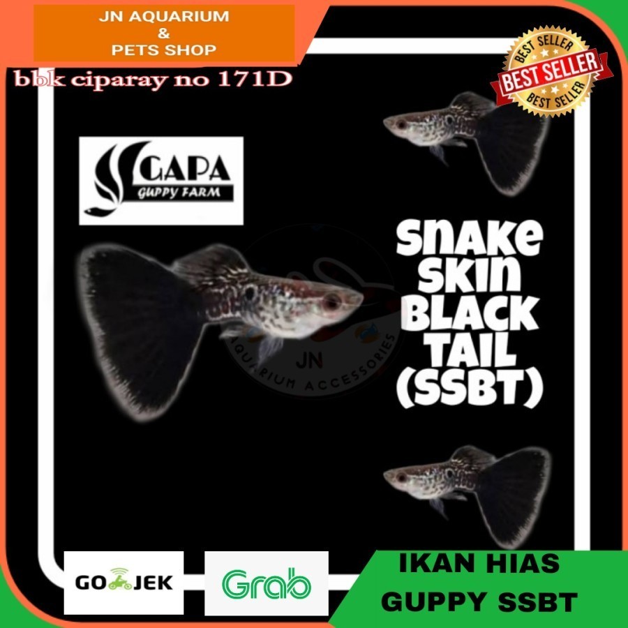IKAN HIAS GUPPY SNAKE SKIN BLACK TAIL / IKAN HIAS AIR TAWAR AQUARIUM