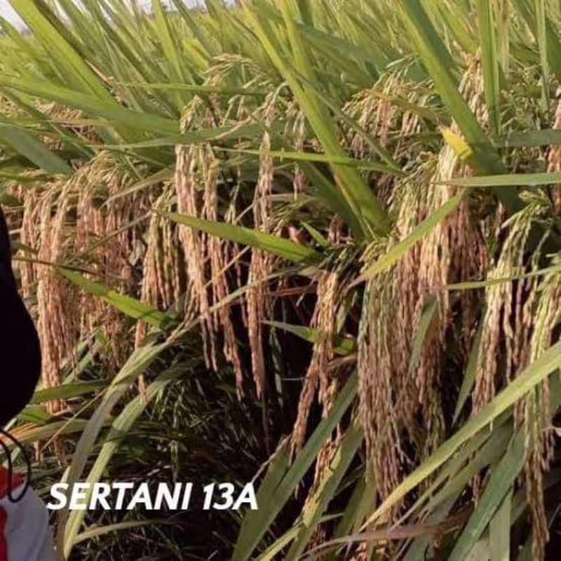 Benih padi sertani 13 kemasan 5kg