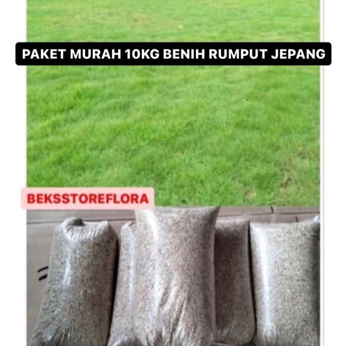 BENIH RUMPUT JEPANG 10KG Benih rumput siap tanam