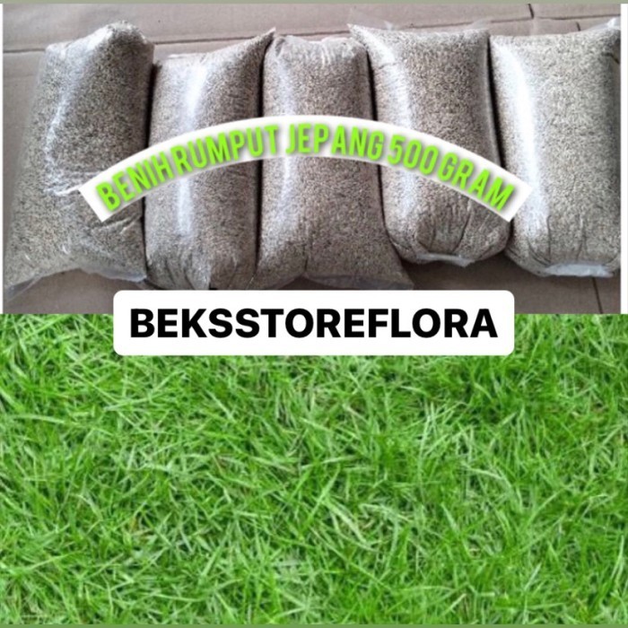 Benih rumput jepang 500gram Benih rumput siap tanam