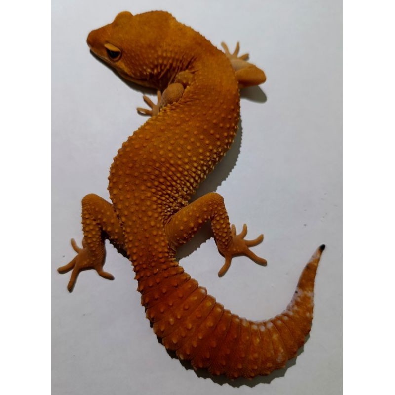 JM21L (Sesuai Motif / Foto ) Premium Quality Free calcium, Leopard sesuai foto Asli Gecko Leopard De