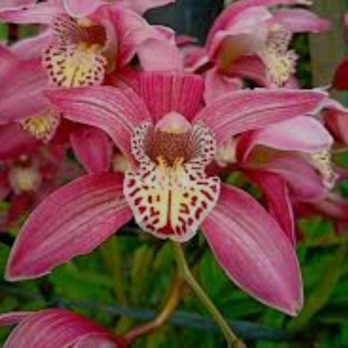 Anggrek Cymbidium Australia | Cymbidium Australian | Cymbidium Dewasa - Merah