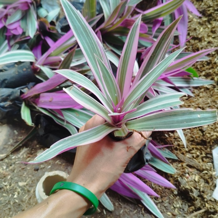 tanaman hias adam hawa ungu - adam hawa ungu varigata