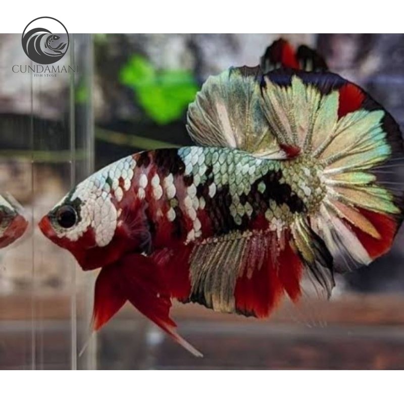 hiasan aquarium cupang plakat Nemo Cooper cunda