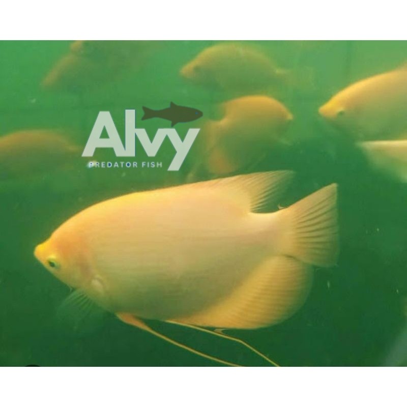 Hiyasan akuarium diskon gurame Padang/albino size 2jari alvy berkualitas