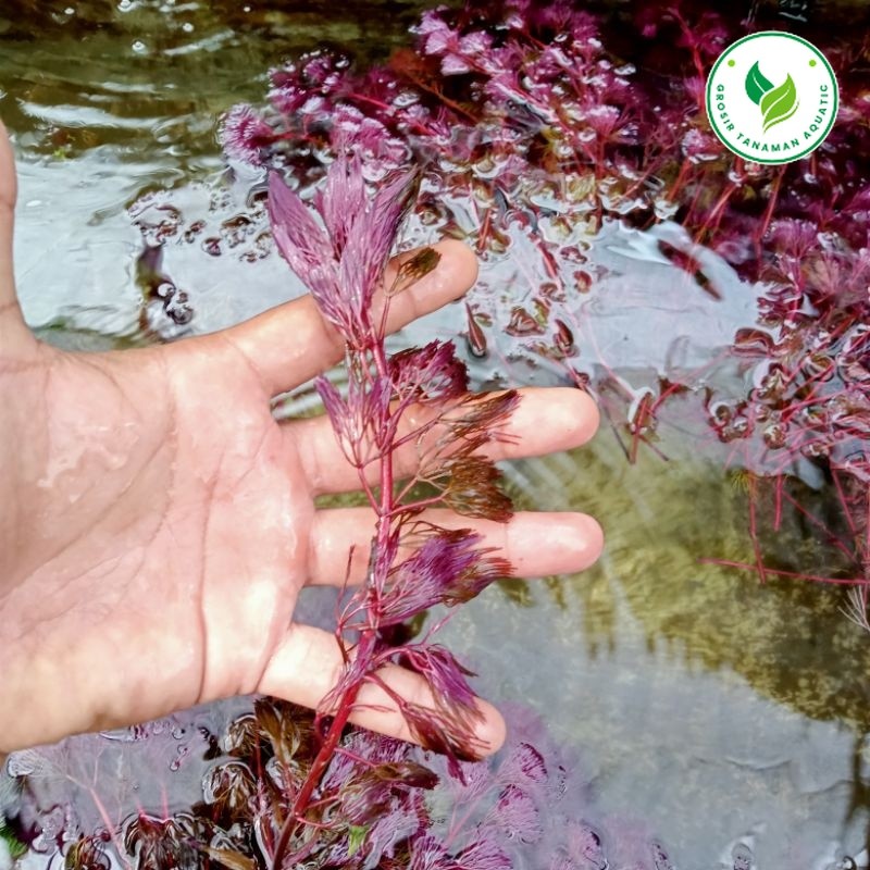 Cabomba Super Red Tanaman Aquascape Hiasan Aquarium