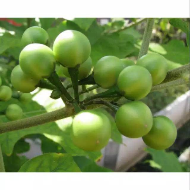

Buah takokak segar 250 gram / Buah cepokak segar
