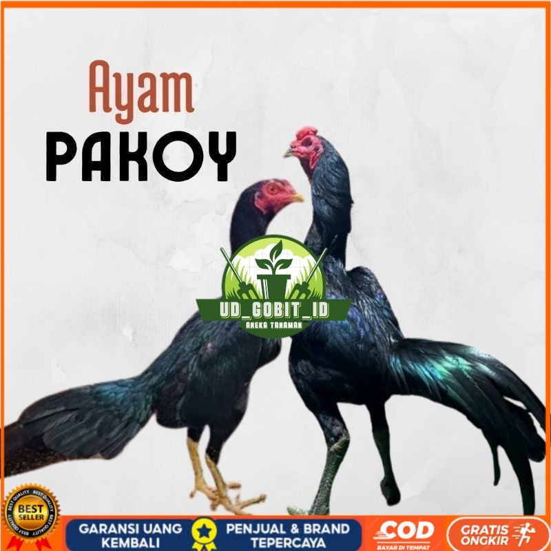 

telur ayam pakhoy ori thailand petarung bisa untuk di tetaskan UD_GOBIT_ID