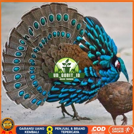 

Telur ayam hias ringneck palawan pheasant fertil bisa ditetaskan Langsung UD_GOBIT_ID