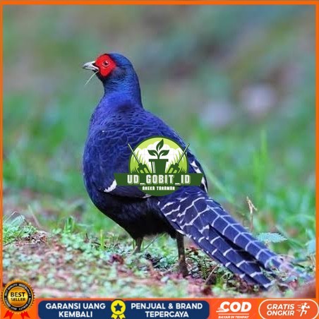 

Telur ayam hias ringneck mikado pheasant fertil siap ditetaskan Langsung UD_GOBIT_ID