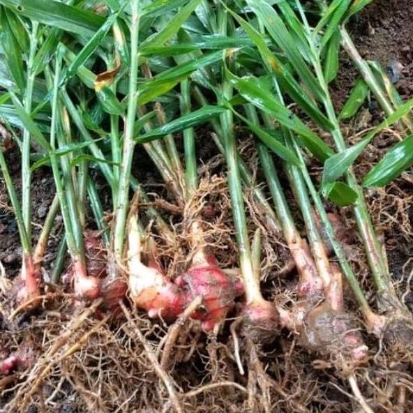 Bibit jahe merah asli terbaik