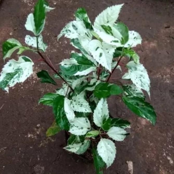 Tanaman hias bunga Sepatu putih Varigata - bibit bunga sepatu Varigata