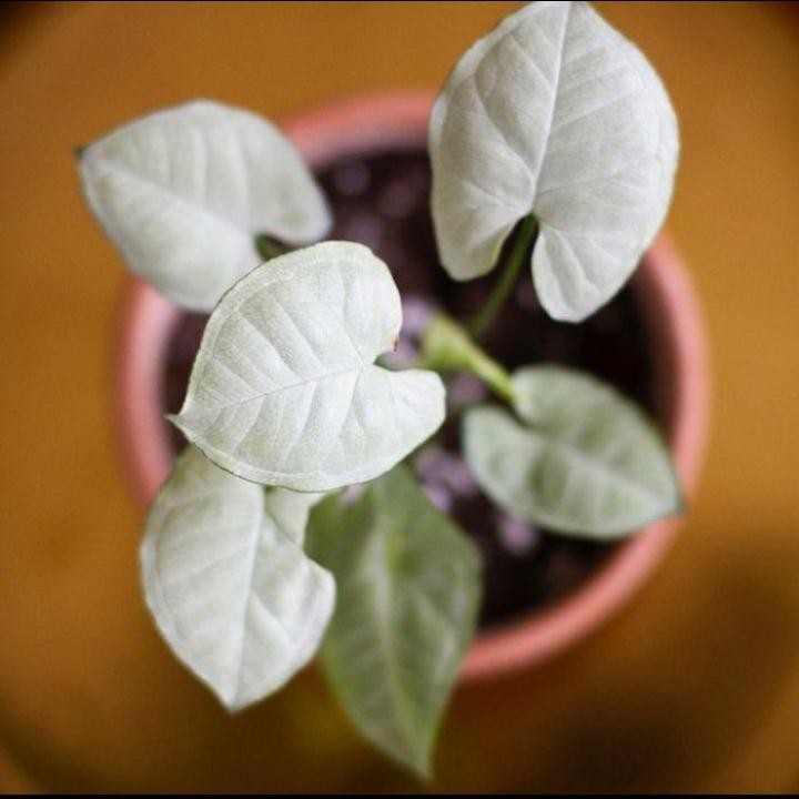 Tanaman hias syingonium ivory - tanaman hias syingonium