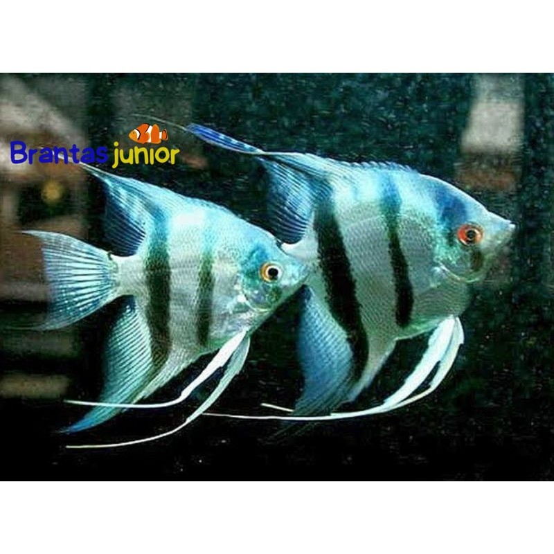 

Mamfish / manfish althum altum