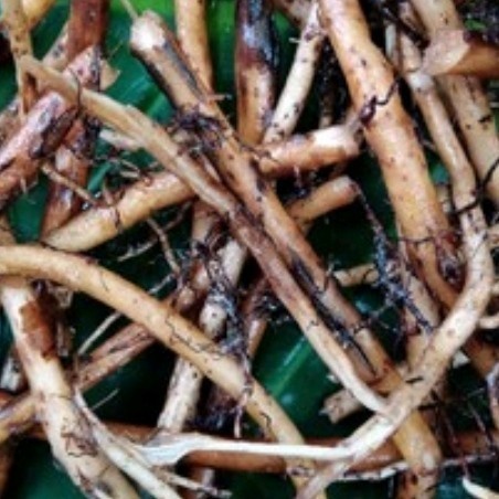 

akar pohon pisang batu segar per 500 grm Rege_Herbal