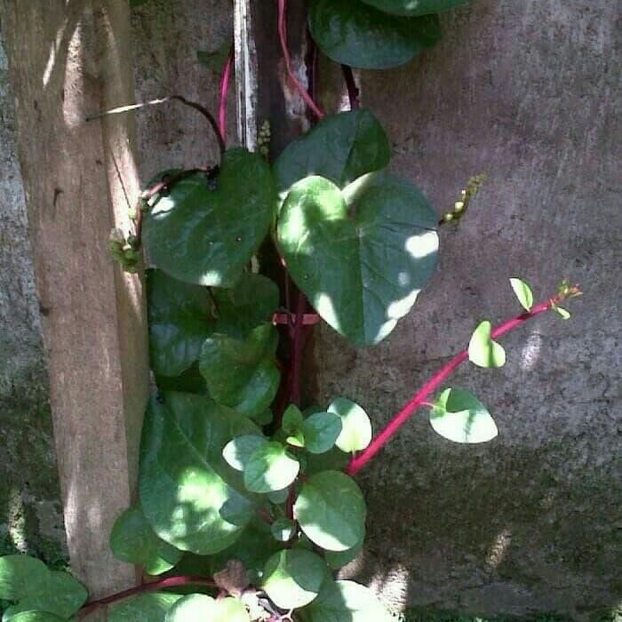 

Daun binahong merah segar