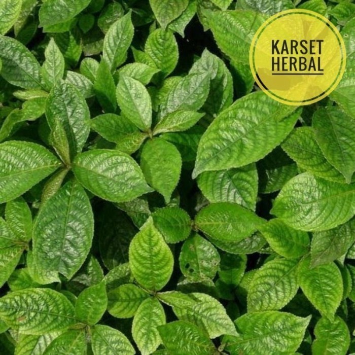 Daun keji beling segar | 500 gram daun keji beling / pecah beling