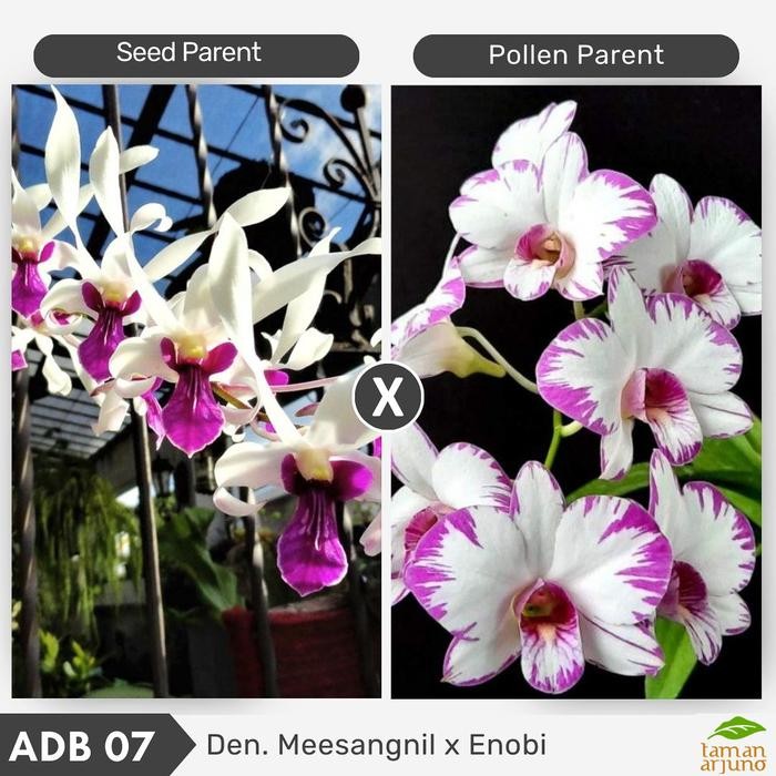 promo murah Anggrek Dendrobium Messagnil X Enobi Dewasa