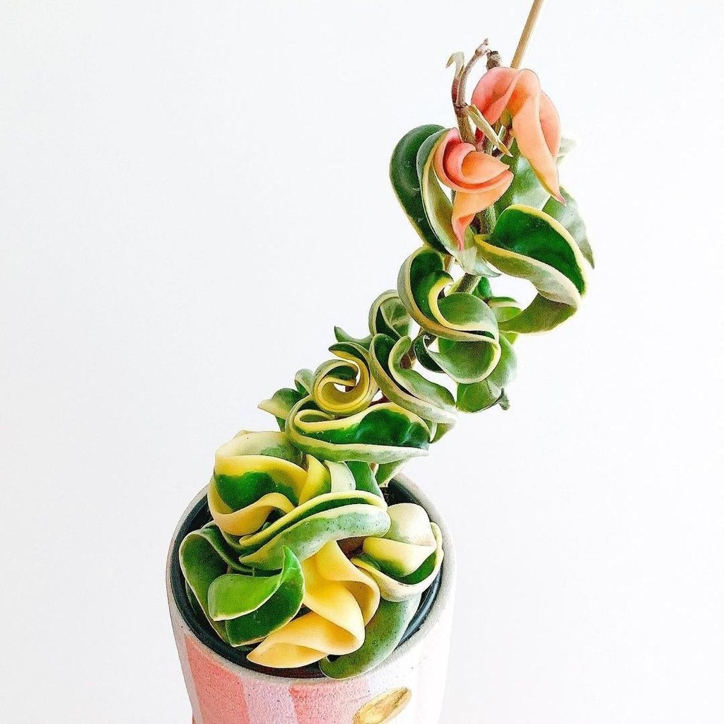 Tanaman hias Hoya compacta varigata - hoya compacta regalis varietaga latex daun bunga