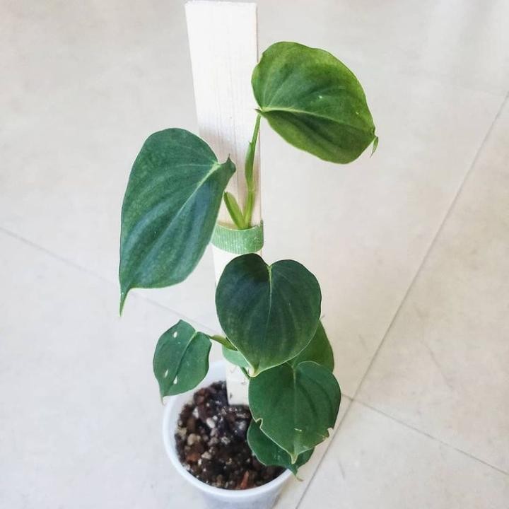 Tanaman hias philodendron lupinum - Tanaman hias koleksi - lupinum