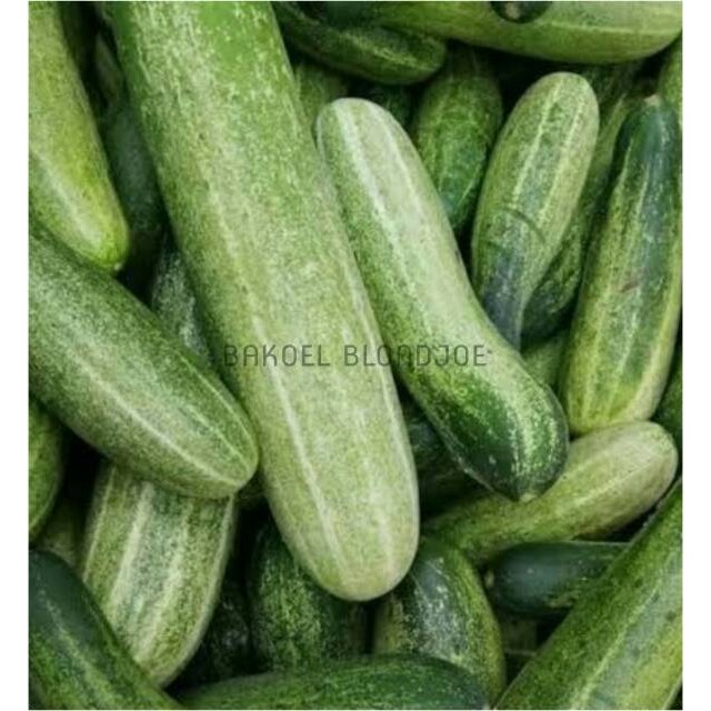 

TIMUN LOKAL 500GRAM / MENTIMUN / CUCUMBER / FRESH VEGETABLES / VEGETABLE / SAYUR SAYURAN SEGAR BEST SELLER