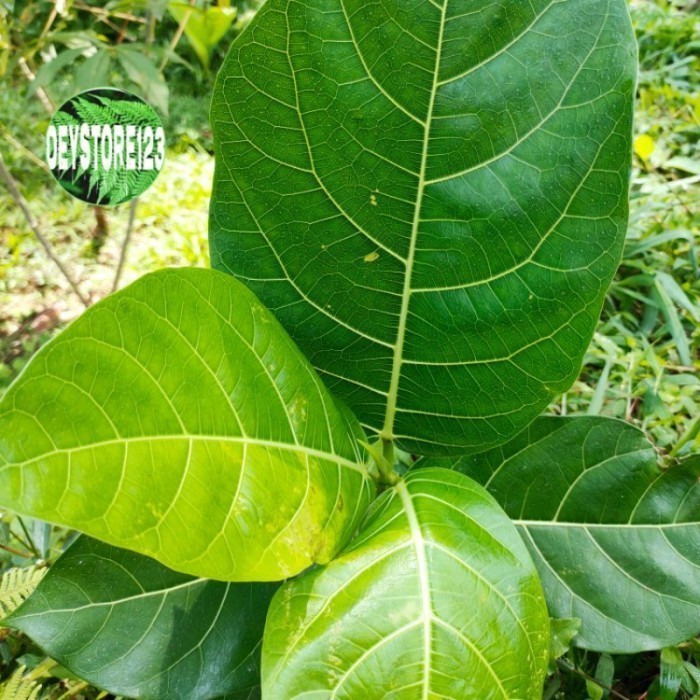 

Daun Awar Awar Segar Paket 1 kg Herbal COD