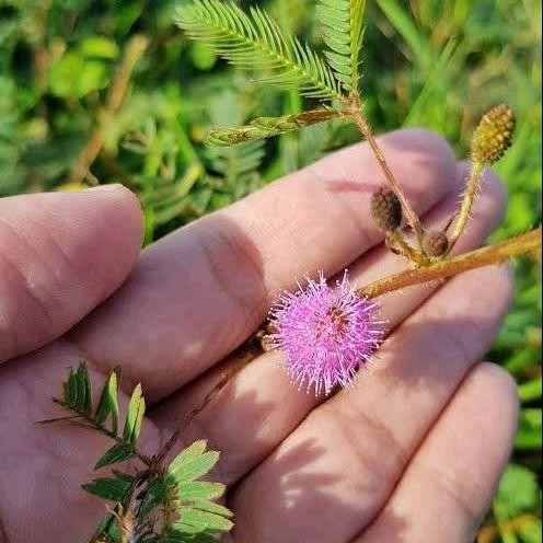 

Daun Putri Malu Segar Asli 500 Gram Herbal Alami