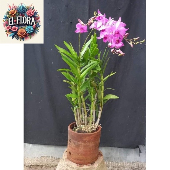 Anggrek Dendrobium Larat