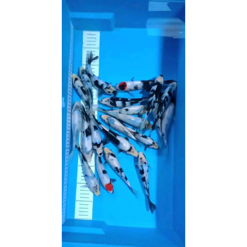 PROMO MURAH KOI SHIRO 5 EKOR SUPER CANTIK BLITAR