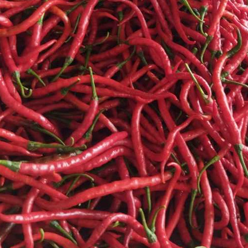 

Paket Cabai/Cabe Merah Keriting, CMK 500 gram, 1kg