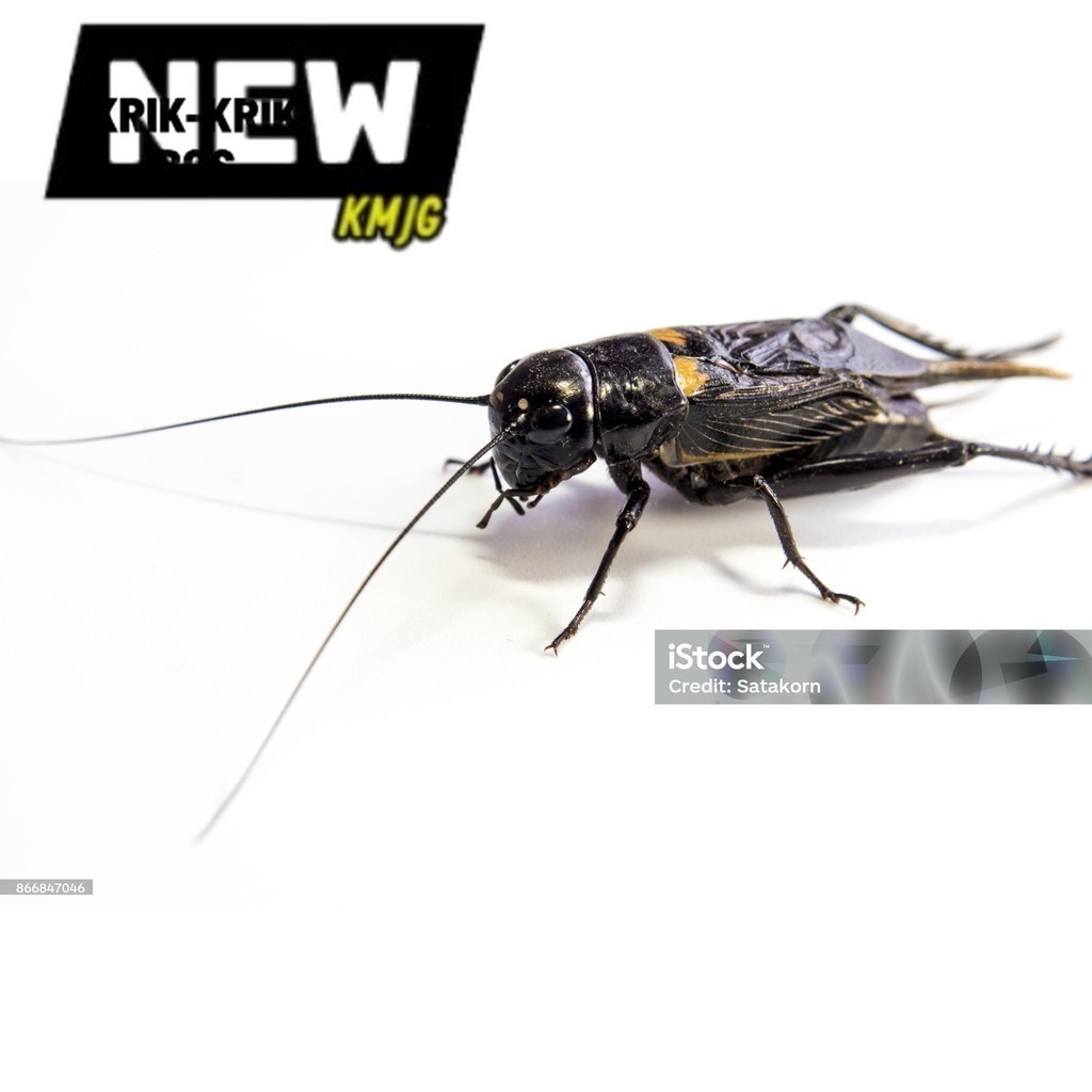 COD JK JANGKRIK SAPSAPINDIT. ID Stock Ready Jangkrik Aduan Hidup Sudah Sama Kandang / Jangkrik Kalun