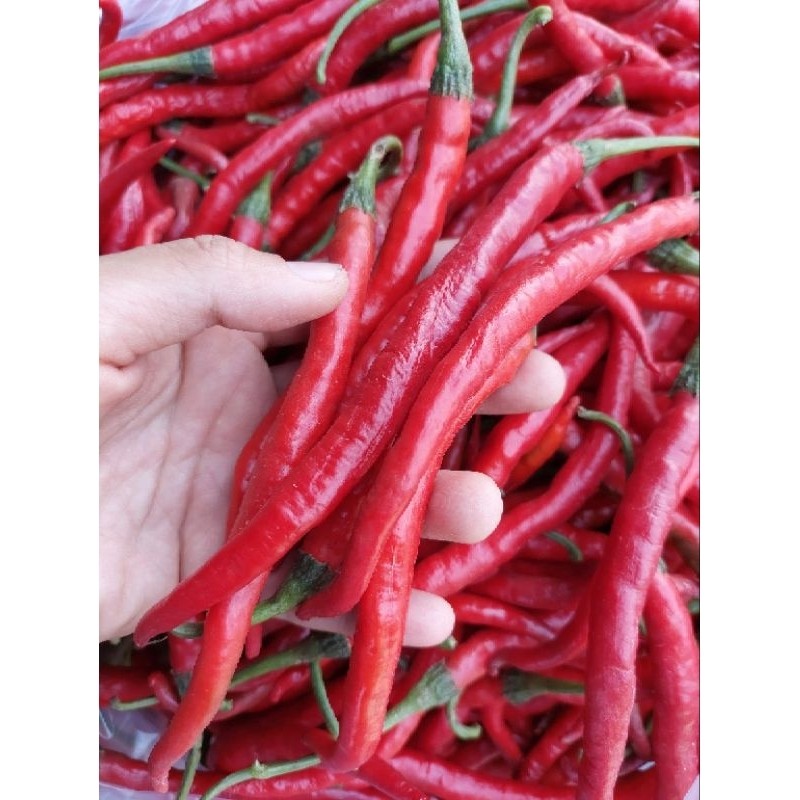 

Paket Cabe Keriting 500gram