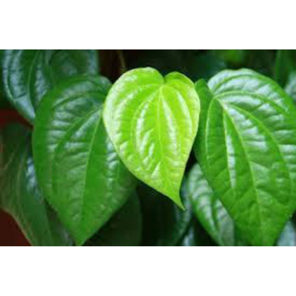 

Daun Sirih Hijau 1 pack (10 lembar)