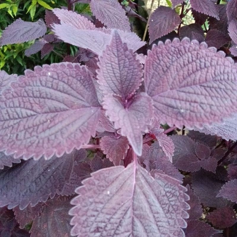 

DAUN jawer kotok . herbal alami . fres 250 gram