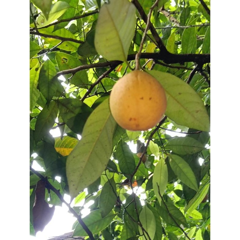 

...Buah pala segar tanpa kupas 1000grm herbal alami . bahan manisan