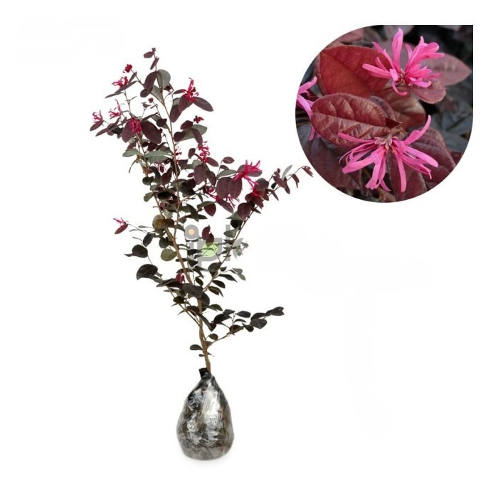 Loropetalum/Bahan Bonsai Serut Merah Loropetalum