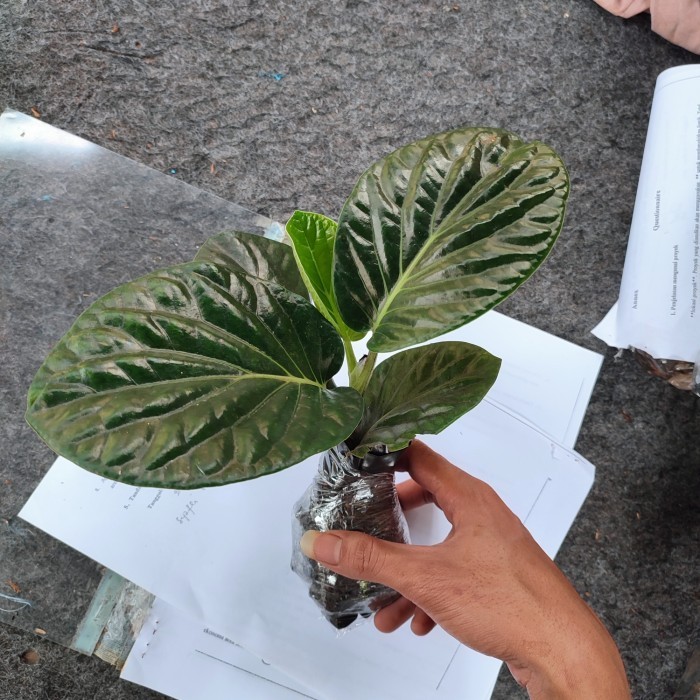 pohon sirih papua/tanaman sirih hitam