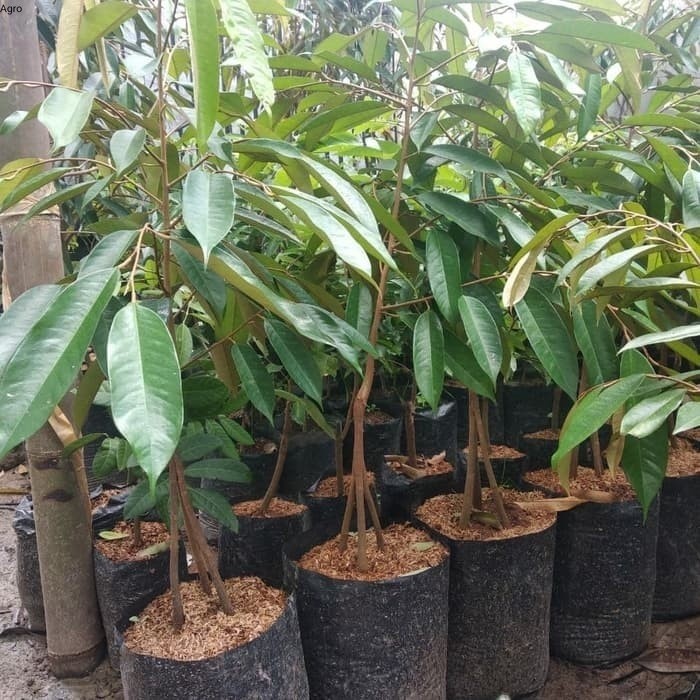 Bibit Durian Montong | Okulasi kaki 3